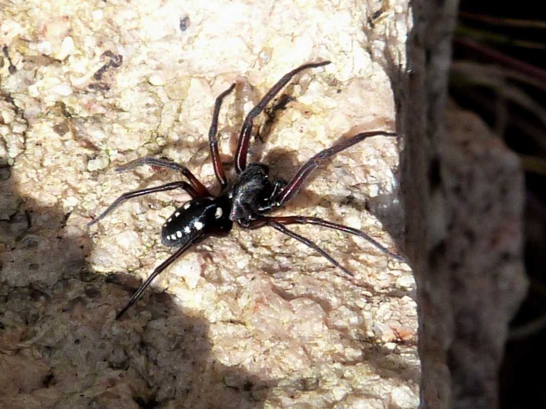 Maschio di Nurscia albomaculata - S. Teresa Gallura (OT)